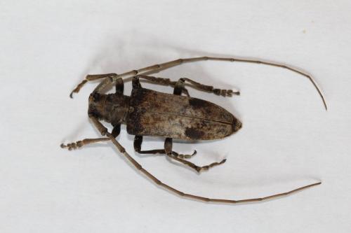 Réf. 309 561 : Parabixadus brunneoplagiatus