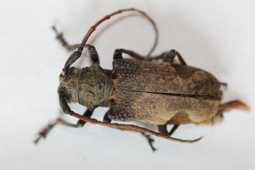 Réf. 309 563 : Phryneta leprosa