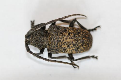 Réf. 309 564 : Phryneta spinator