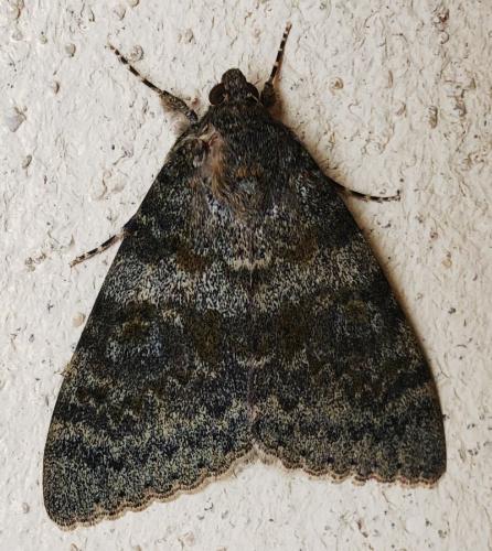 Réf. 309 512 : Catocala elocata