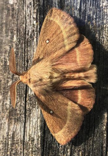 Réf. 309 148 : Lasiocampa trifolii