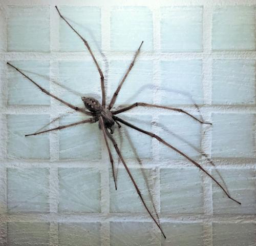 Tegenaria parietina