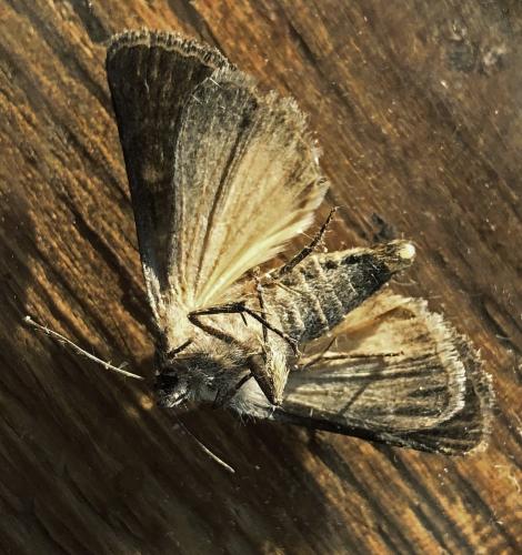 Réf. 309 333 : Thalpophila matura