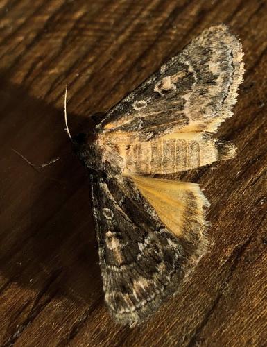 Réf. 309 332 : Thalpophila matura