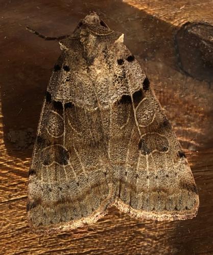 Eugnorisma depuncta