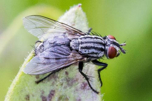 Sarcophaga sp.