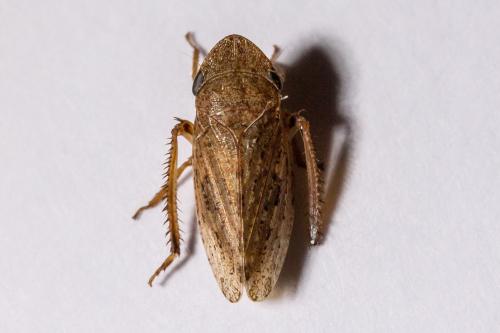 Aphrodes sp.