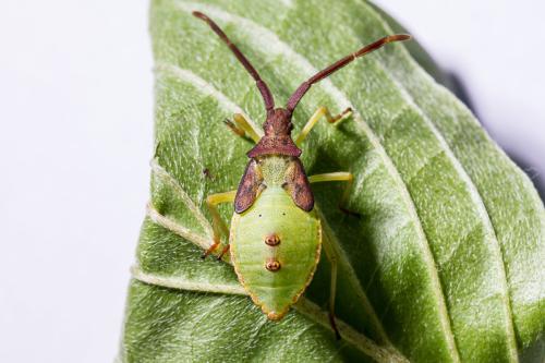 Gonocerus acuteangulatus
