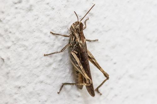 Chorthippus sp.