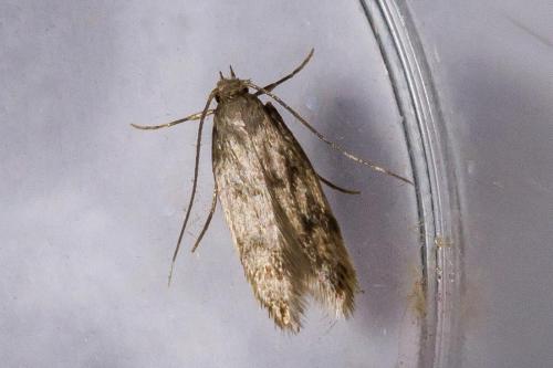 Borkhausenia sp.
