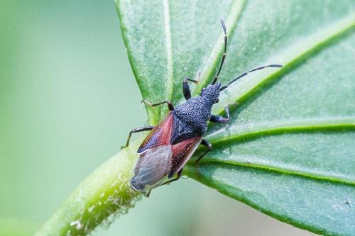 Réf. 309 758 : Oxycarenus lavaterae