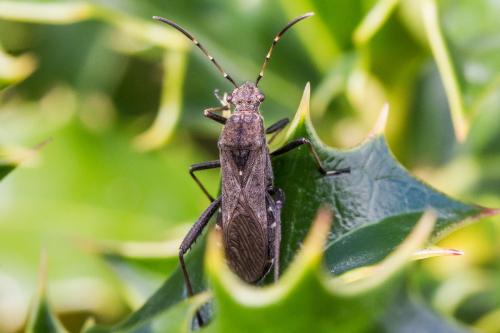 Réf. 309 828 : Alydus calcaratus