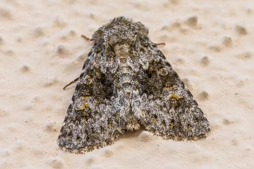 Réf. 309 985 : Hecatera dysodea