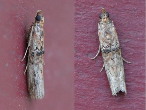 Réf. 309 349 : Nephopterix angustella