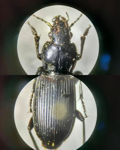 Réf. 309 484 : Pterostichus melanarius