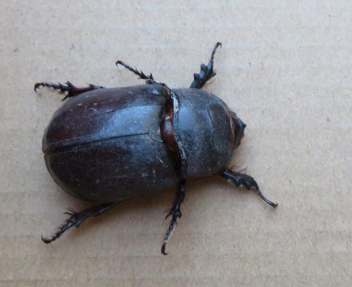 Réf. 309 730 : Oryctes nasicornis