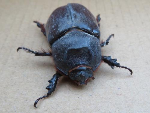 Oryctes nasicornis
