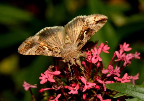 Réf. 309 538 : Autographa gamma