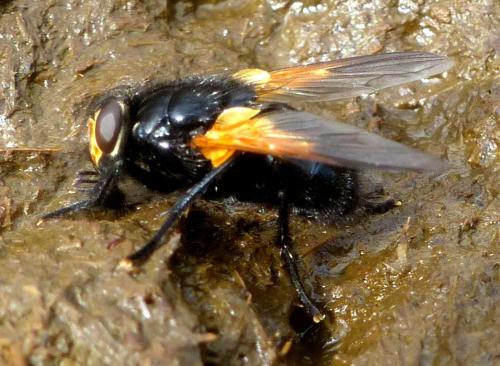 Réf. 309 031 : Mesembrina meridiana