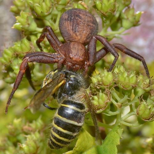 Xysticus emertoni