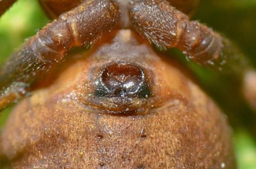 Xysticus emertoni