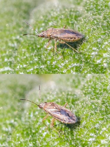 Réf. 309 432 : Nysius sp.