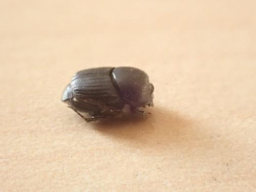 Réf. 309 141 : Onthophagus joannae