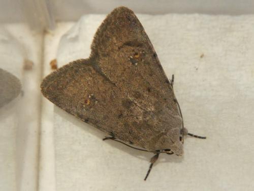 Réf. 309 359 : Caradrina flavirena