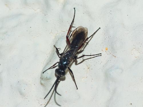 Agenioideus apicalis