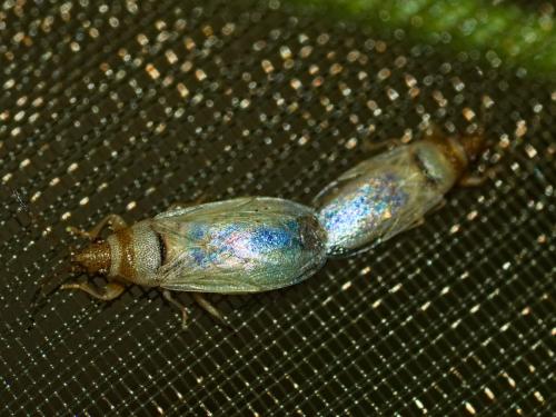 Oxycarenus pallens