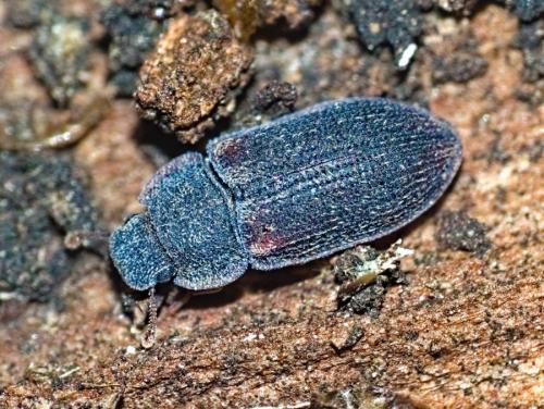 Réf. 309 083 : Colobicus hirtus