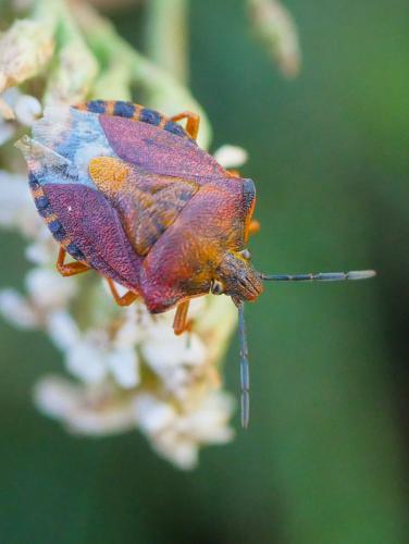 Réf. 309 657 : Carpocoris melanocerus