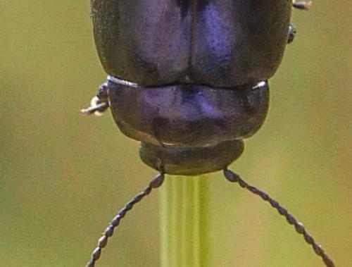 Chrysolina sp.