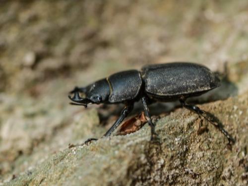 Réf. 309 646 : Dorcus parallelipipedus