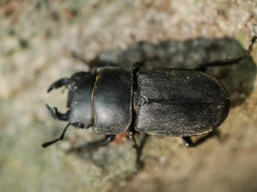 Réf. 309 648 : Dorcus parallelipipedus