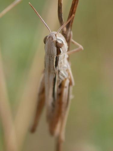 Euchorthippus elegantulus