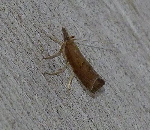 Pediasia contaminella