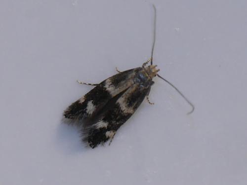 Elachista sp.