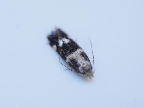Elachista sp.