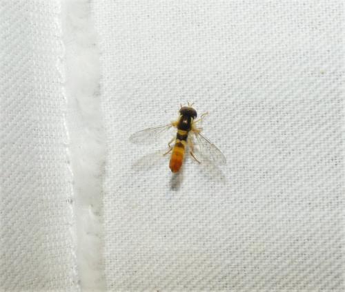 Sphaerophoria rueppelli