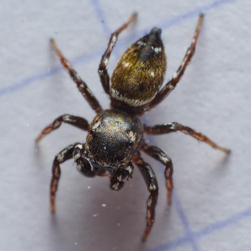 Heliophanus tribulosus
