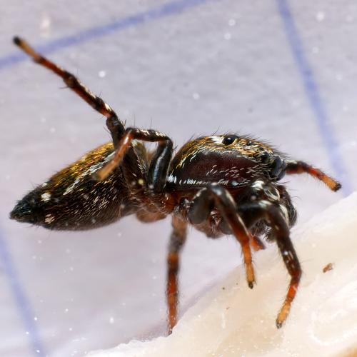 Réf. 309 319 : Heliophanus tribulosus