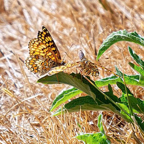 Melitaea phoebe