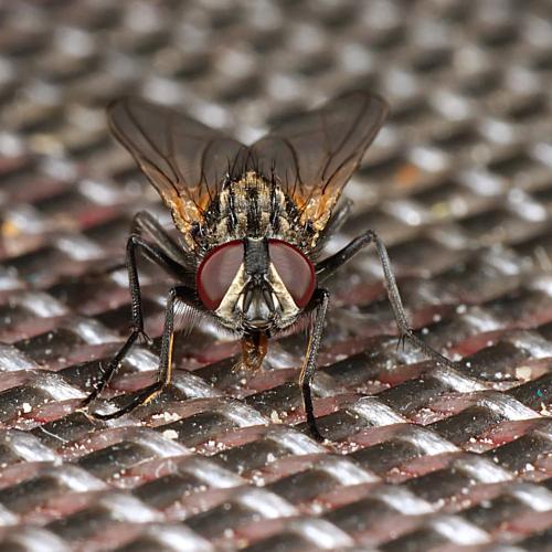 Réf. 309 305 : Musca domestica
