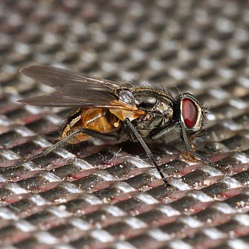 Réf. 309 304 : Musca domestica