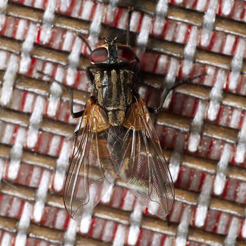 Réf. 309 303 : Musca domestica