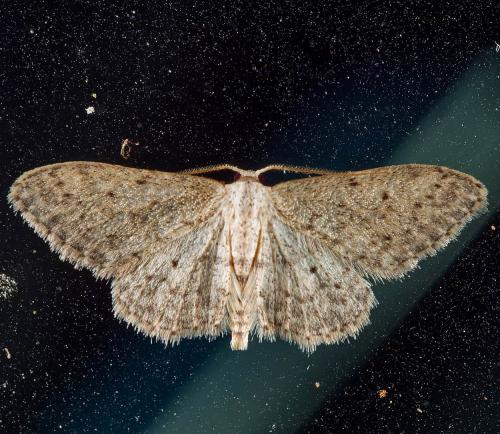 Réf. 309 842 : Idaea seriata