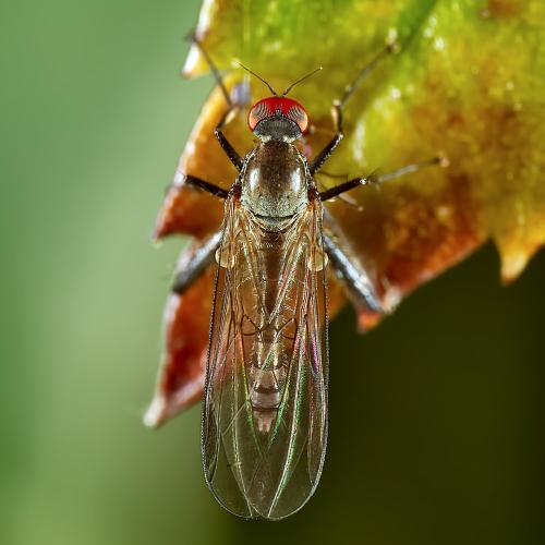 Hybos culiciformis