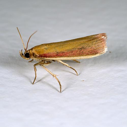 Oncocera semirubella