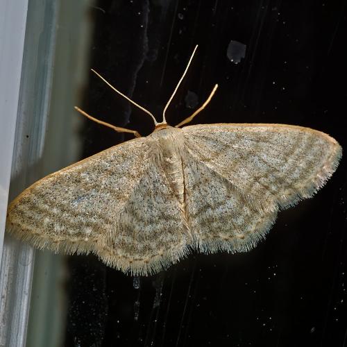 Réf. 309 843 : Idaea subsericeata